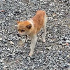 무안군 갈색&흰색 믹스견 암컷