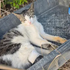영광군 검은색흰색황토색조합 한국 고양이 암컷
