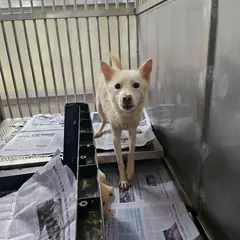 영광군 흰색 믹스견 수컷