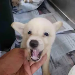 영광군 흰색 믹스견 수컷