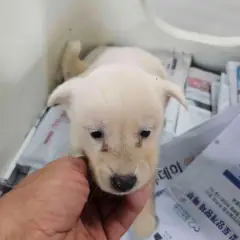 영광군 흰색 믹스견 암컷