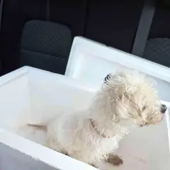 영광군 흰색 말티즈 수컷