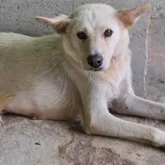 장성군 크림색 믹스견 암컷