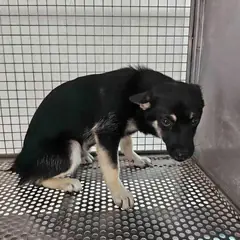 영광군 검정색 믹스견 수컷