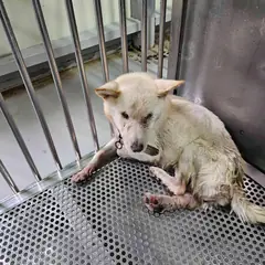 영광군 흰색 믹스견 암컷