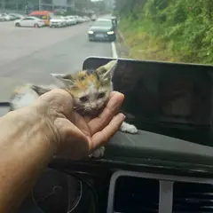 영광군 검은색흰색황토색조합 한국 고양이 암컷