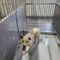 영광군 흰색 믹스견 암컷