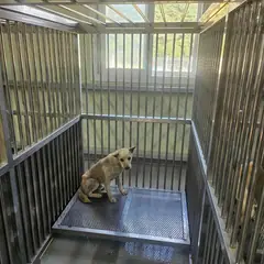 영광군 흰색 믹스견 수컷