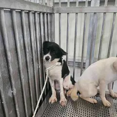 영광군 검정&흰색 믹스견 암컷