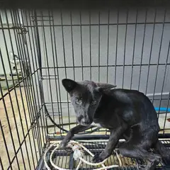영광군 검정색 믹스견 암컷
