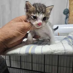 영광군 흰색/검은색 얼룩무늬 한국 고양이 성별 미상