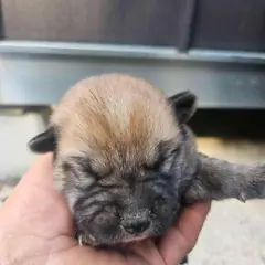 영광군 갈색&검정 믹스견 수컷