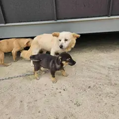 영광군 흰색&황갈색 믹스견 암컷