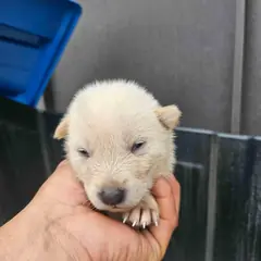 영광군 흰색 믹스견 암컷