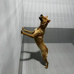 진도군 황갈색 믹스견 암컷