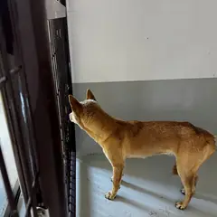 진도군 황갈색 믹스견 암컷