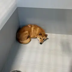 진도군 붉고 엷은 황갈색 진도견 수컷