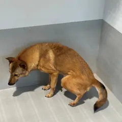 진도군 붉고 엷은 황갈색 진도견 암컷