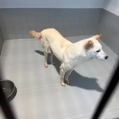 진도군 흰색 진도견 암컷