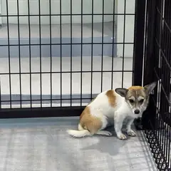 진도군 흰색&황갈색 믹스견 암컷