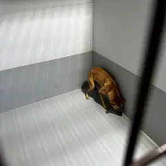 진도군 황갈색 믹스견 암컷
