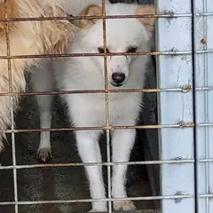 완도군 흰색 믹스견 암컷