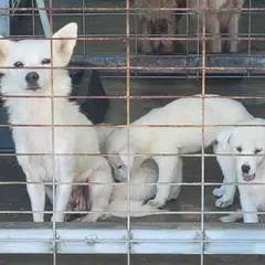 완도군 흰색 믹스견 암컷