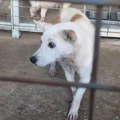 완도군 흰색 믹스견 암컷