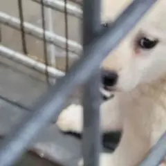 완도군 흰색 믹스견 암컷