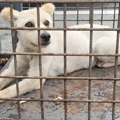 신안군 흰색 믹스견 암컷