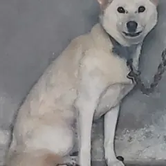 신안군 흰색 믹스견 수컷