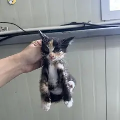 중구 검은색흰색황토색조합 한국 고양이 성별 미상
