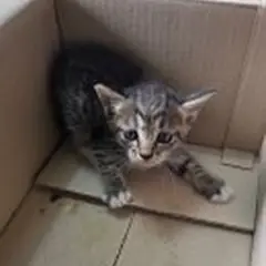 중구 흰색/검은색 얼룩무늬 한국 고양이 성별 미상