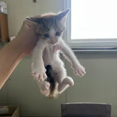 중구 검은색흰색황토색조합 한국 고양이 성별 미상