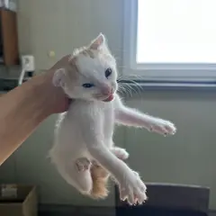 중구 레몬색&흰색 한국 고양이 성별 미상