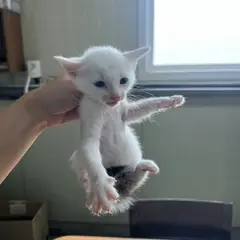 중구 검은색흰색황토색조합 한국 고양이 성별 미상