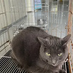 중구 기타(진한회색) 한국 고양이 성별 미상