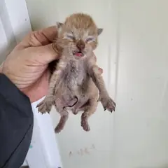 중구 레몬색&흰색 한국 고양이 성별 미상