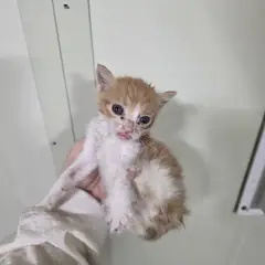 중구 레몬색&흰색 한국 고양이 성별 미상