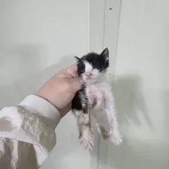 중구 검은색흰색황토색조합 한국 고양이 성별 미상