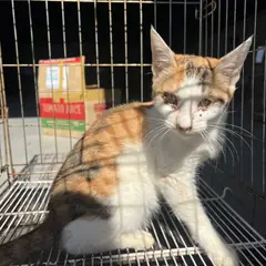 중구 검은색흰색황토색조합 한국 고양이 성별 미상