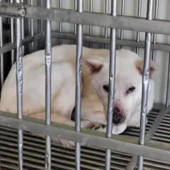 중구 흰색 믹스견 암컷
