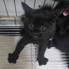 중구 검정색 한국 고양이 수컷
