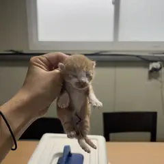서구 레몬색&흰색 한국 고양이 성별 미상