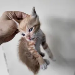 서구 레몬색&흰색 한국 고양이 성별 미상