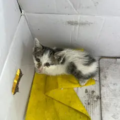 서구 흰색/검은색 얼룩무늬 한국 고양이 성별 미상