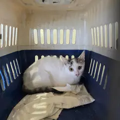 서구 흰색/검은색 얼룩무늬 한국 고양이 성별 미상