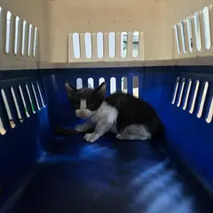 서구 흰색/검은색 얼룩무늬 한국 고양이 성별 미상