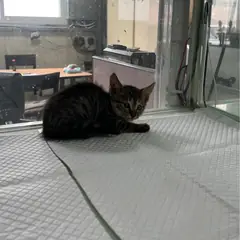서구 평행·전체·부분줄무늬 한국 고양이 성별 미상