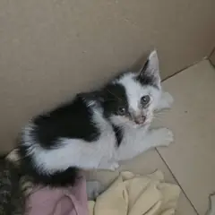 서구 흰색/검은색 얼룩무늬 한국 고양이 성별 미상